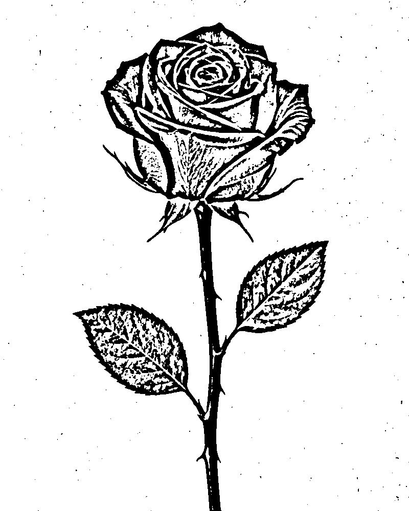 Photocopy-style stencil of the rose made by Stencil Lab